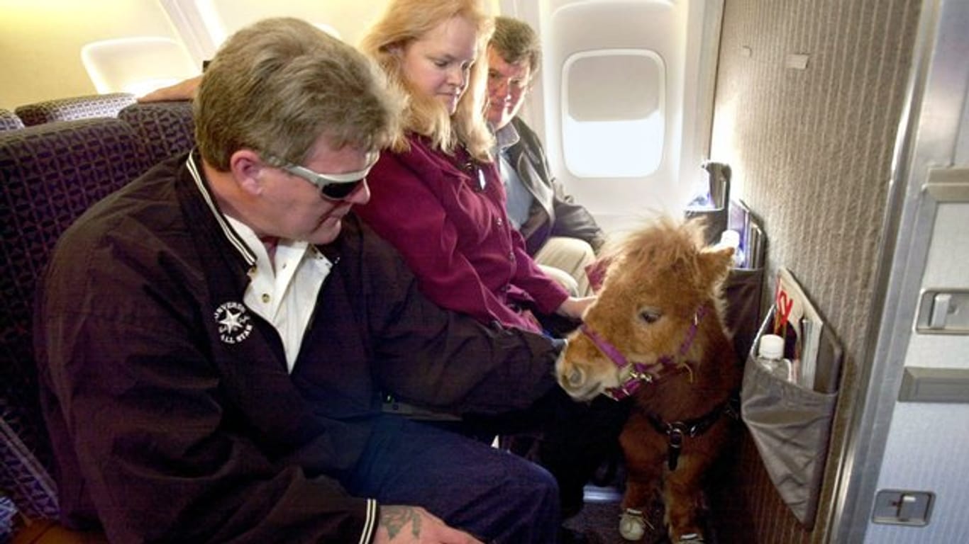Das Blindenführpferd Cuddles im Flugzeug.