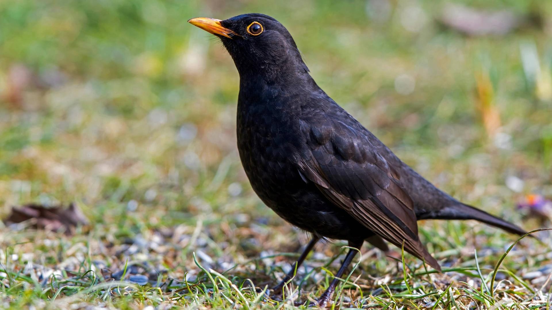 Amsel: Das tropische Usutu-Virus soll im vergangenen Jahr zwischen einer halben und einer Million Amseln getötet haben.