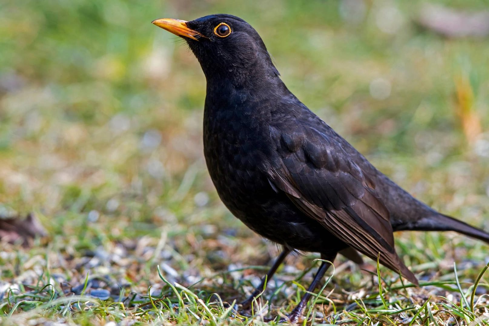 Amsel: Das tropische Usutu-Virus soll im vergangenen Jahr zwischen einer halben und einer Million Amseln getötet haben.