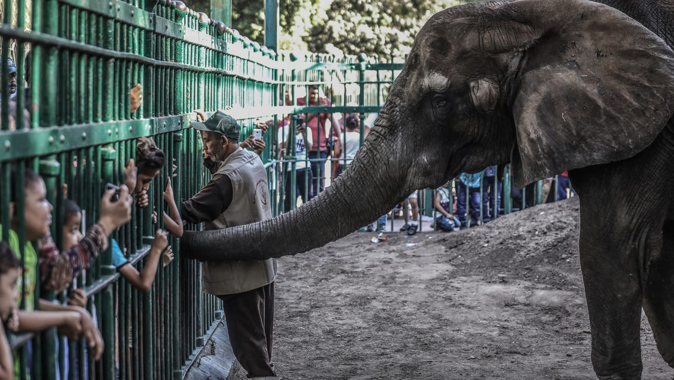 Elefant in einem Kairoer Zoo: Wilde Elefanten aus dem südlichen Afrika sollen künftig nicht mehr als Zoos und Zirkusse verkauft werden dürfen. (Symbolfoto)