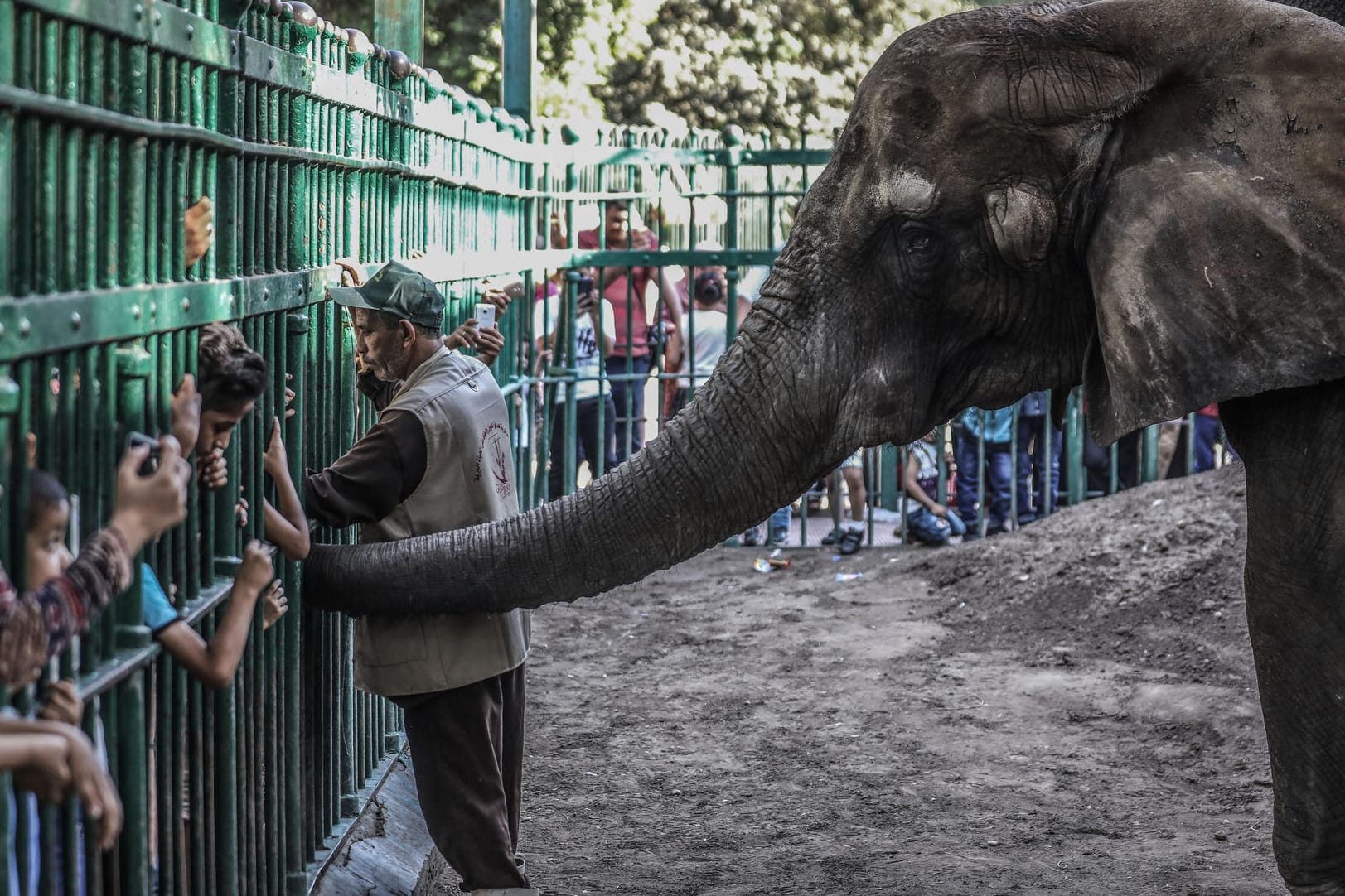 Elefant in einem Kairoer Zoo: Wilde Elefanten aus dem südlichen Afrika sollen künftig nicht mehr als Zoos und Zirkusse verkauft werden dürfen. (Symbolfoto)