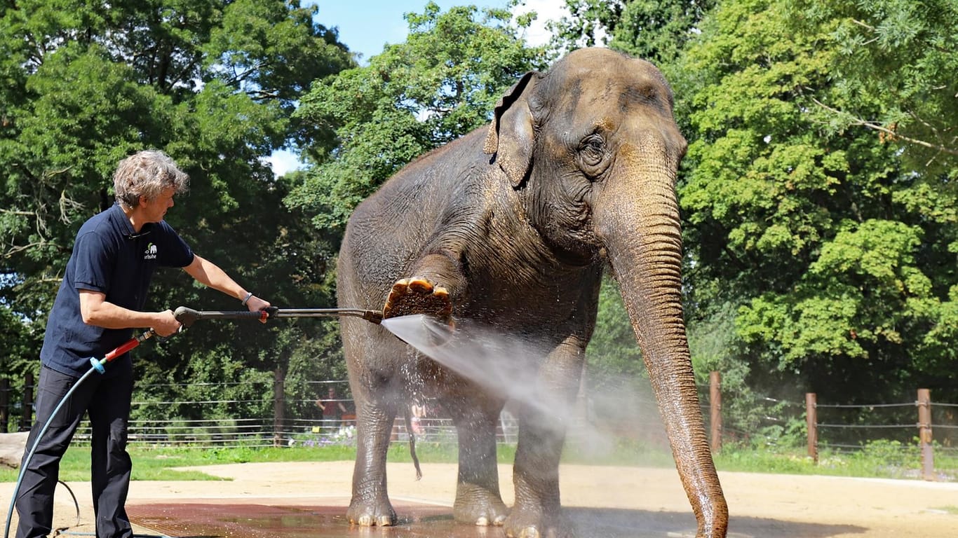 OB Mentrup im Einsatz: Die Elefantendame bekommt eine Dusche.