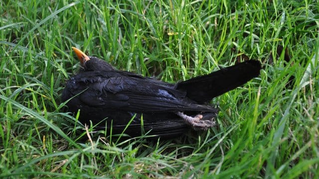 Nabu-Vogelkundler Lars Lachmann befürchtet, schätzt die Zahl toter Amseln auf etwa eine halbe bis eine Million jährlich. Nabu-Vogelkundler Lars Lachmann befürchtet, schätzt die Zahl toter Amseln auf etwa eine halbe bis eine Million jährlich.