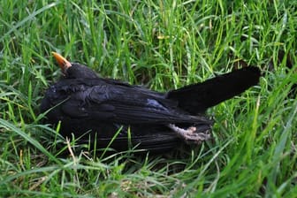 Nabu-Vogelkundler Lars Lachmann befürchtet, schätzt die Zahl toter Amseln auf etwa eine halbe bis eine Million jährlich.