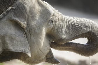 Elefant trinkt mit seinem Rüssel: Drei Tiere sollen den Kölner Zoo bald verlassen.