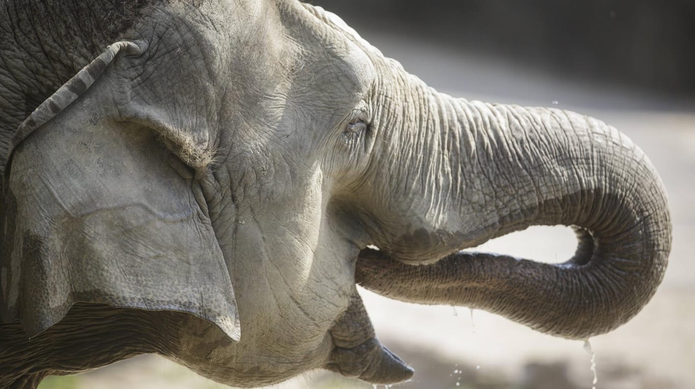 Elefant trinkt mit seinem Rüssel: Drei Tiere sollen den Kölner Zoo bald verlassen.