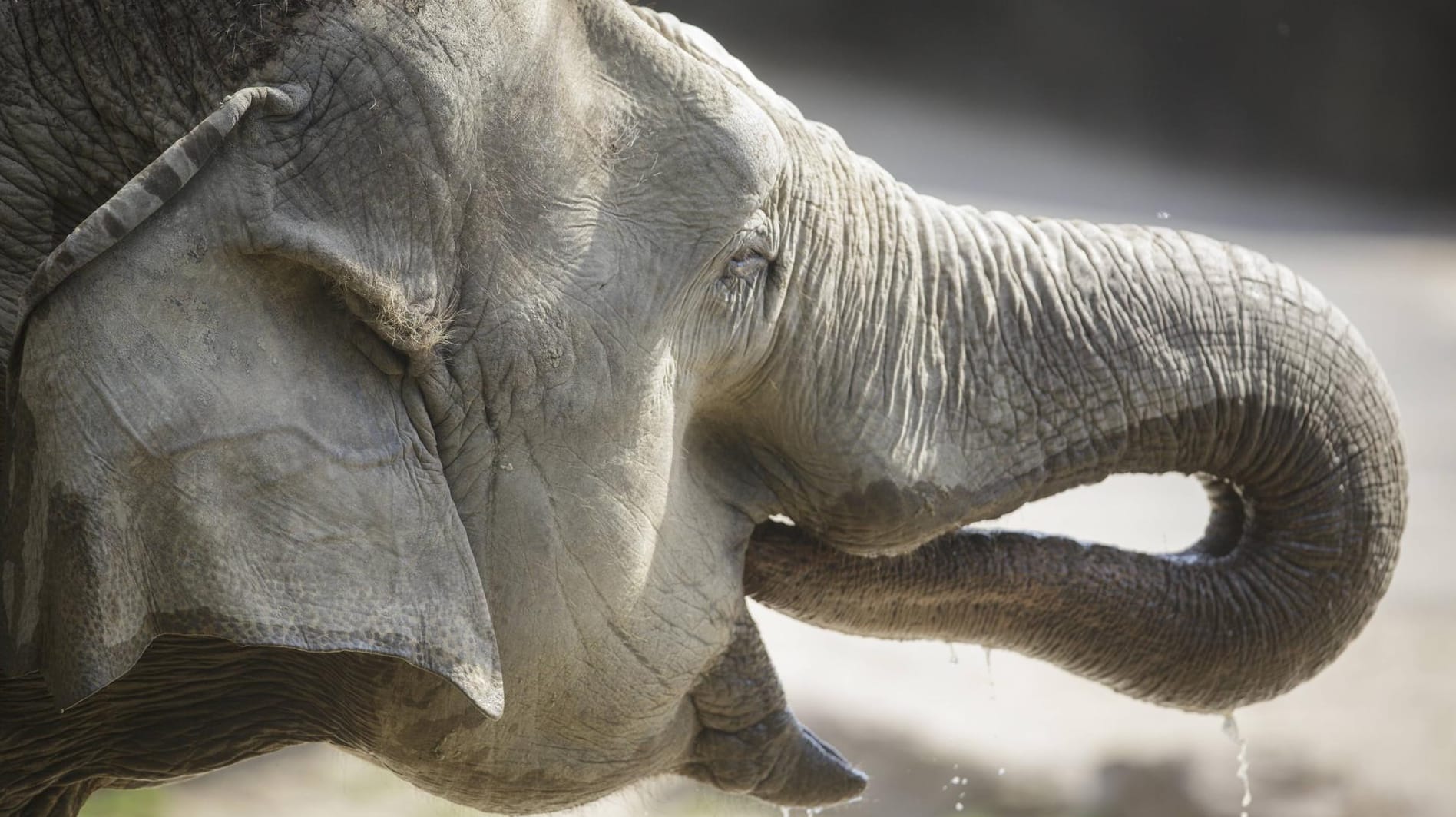 Elefant trinkt mit seinem Rüssel: Drei Tiere sollen den Kölner Zoo bald verlassen. Elefant trinkt mit seinem Rüssel: Drei Tiere sollen den Kölner Zoo bald verlassen.