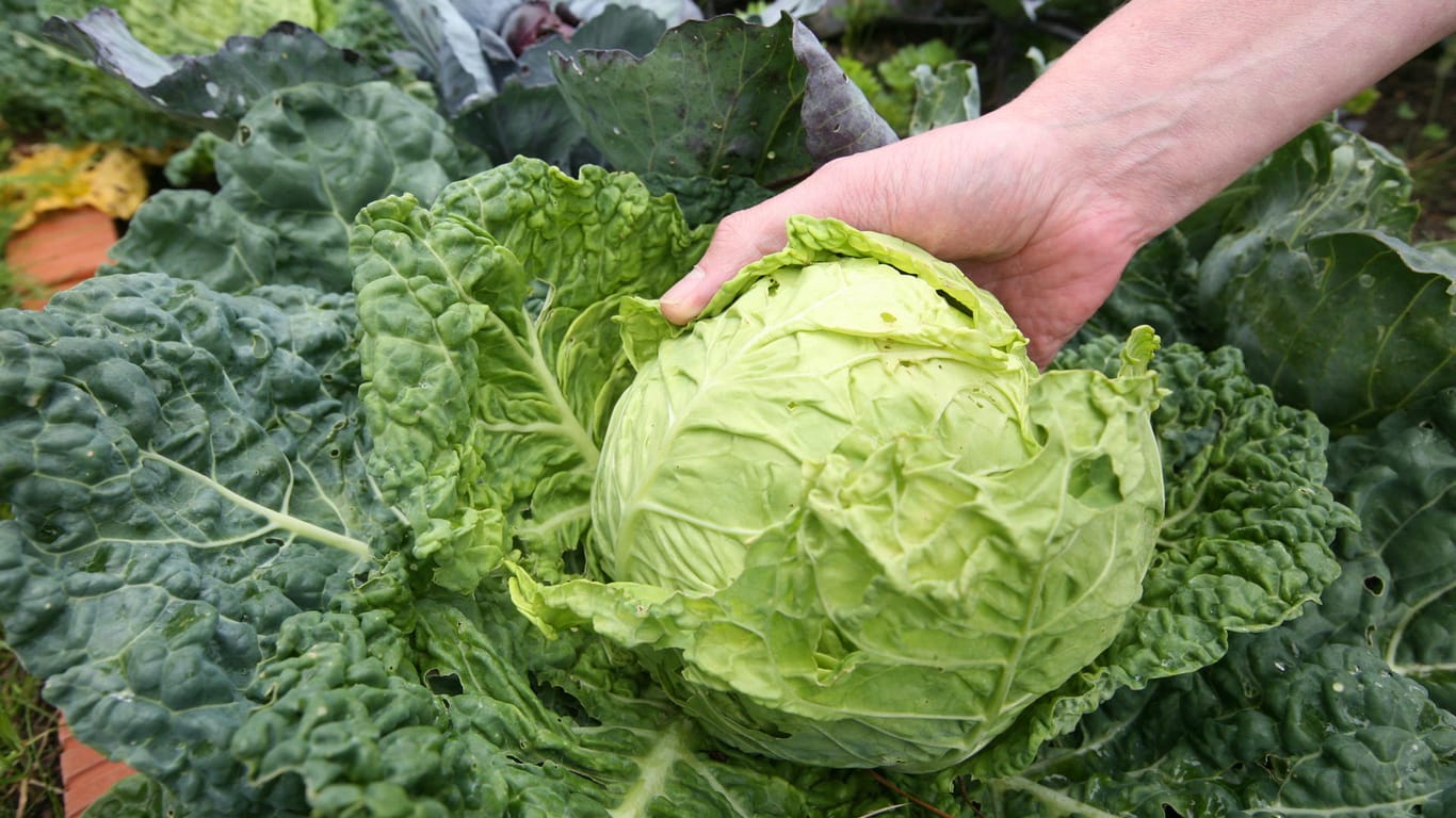 Löcher im Kohl: Die großen, saftig grünen Kohlblätter locken Schädlinge an.