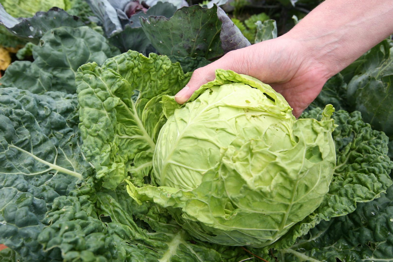 Löcher im Kohl: Die großen, saftig grünen Kohlblätter locken Schädlinge an.