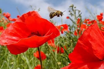 Eine Biene fliegt zwischen blühendem Klatschmohn.