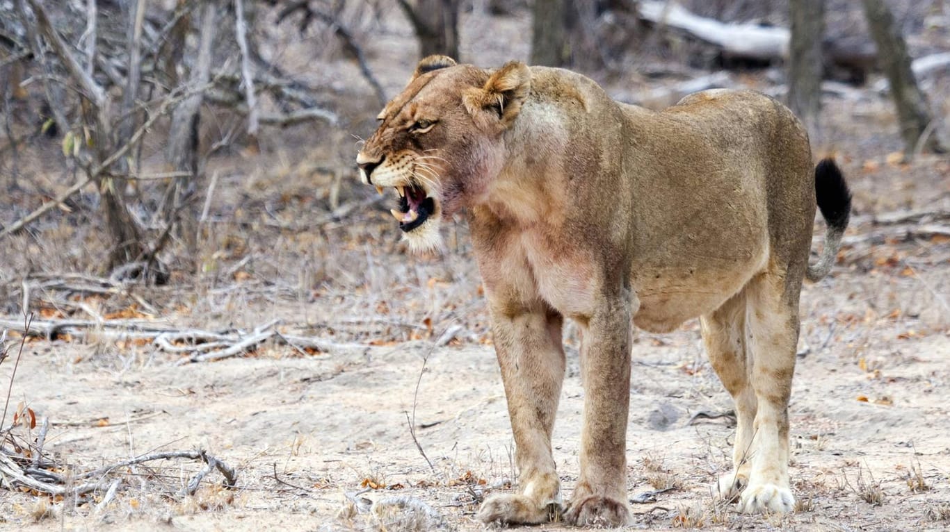 Ein Löwe in Südafrika (Symbolbild): Löwen haben in einem Naturschutzgebiet einen Menschen zerfleischt.