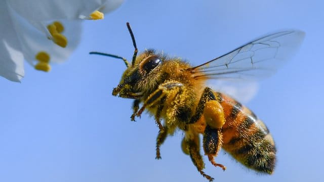 Noch auf der Suche nach Nektar: Eine Honigbiene.