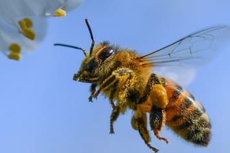 Noch auf der Suche nach Nektar: Eine Honigbiene.