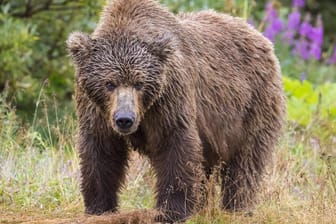 Ein Grizzlybär (Symbolbild): Ein Bär hat in Kanada einen Menschen getötet.