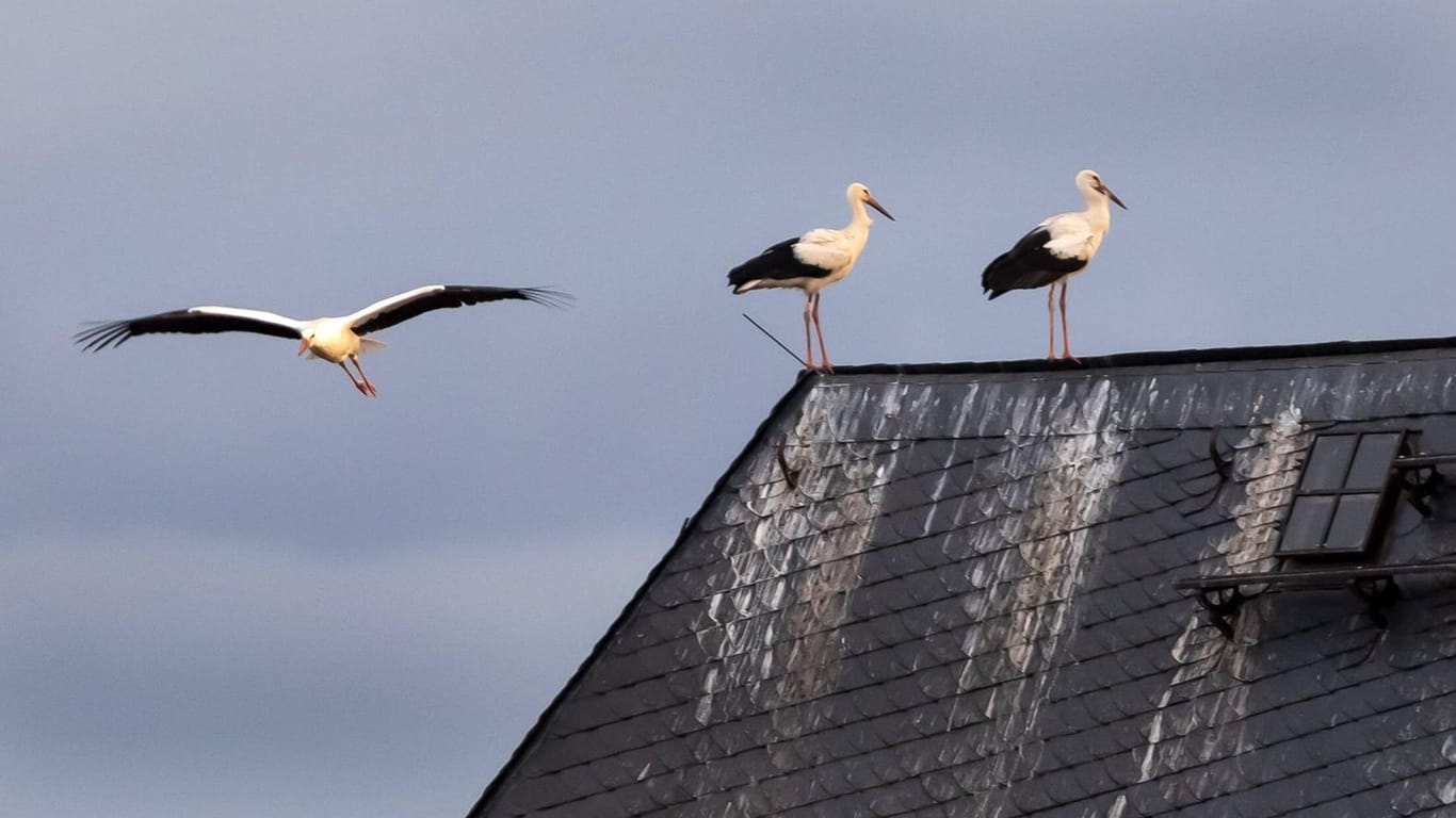 Störche auf den Dächern des Schlosses Rochlitz in Sachsen: Der Vogelzug hat eingesetzt – die Tiere fliegen nach Süden.