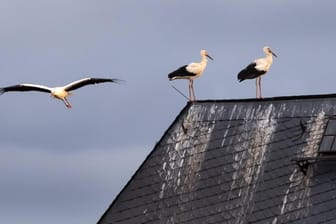 Störche auf den Dächern des Schlosses Rochlitz in Sachsen: Der Vogelzug hat eingesetzt – die Tiere fliegen nach Süden.