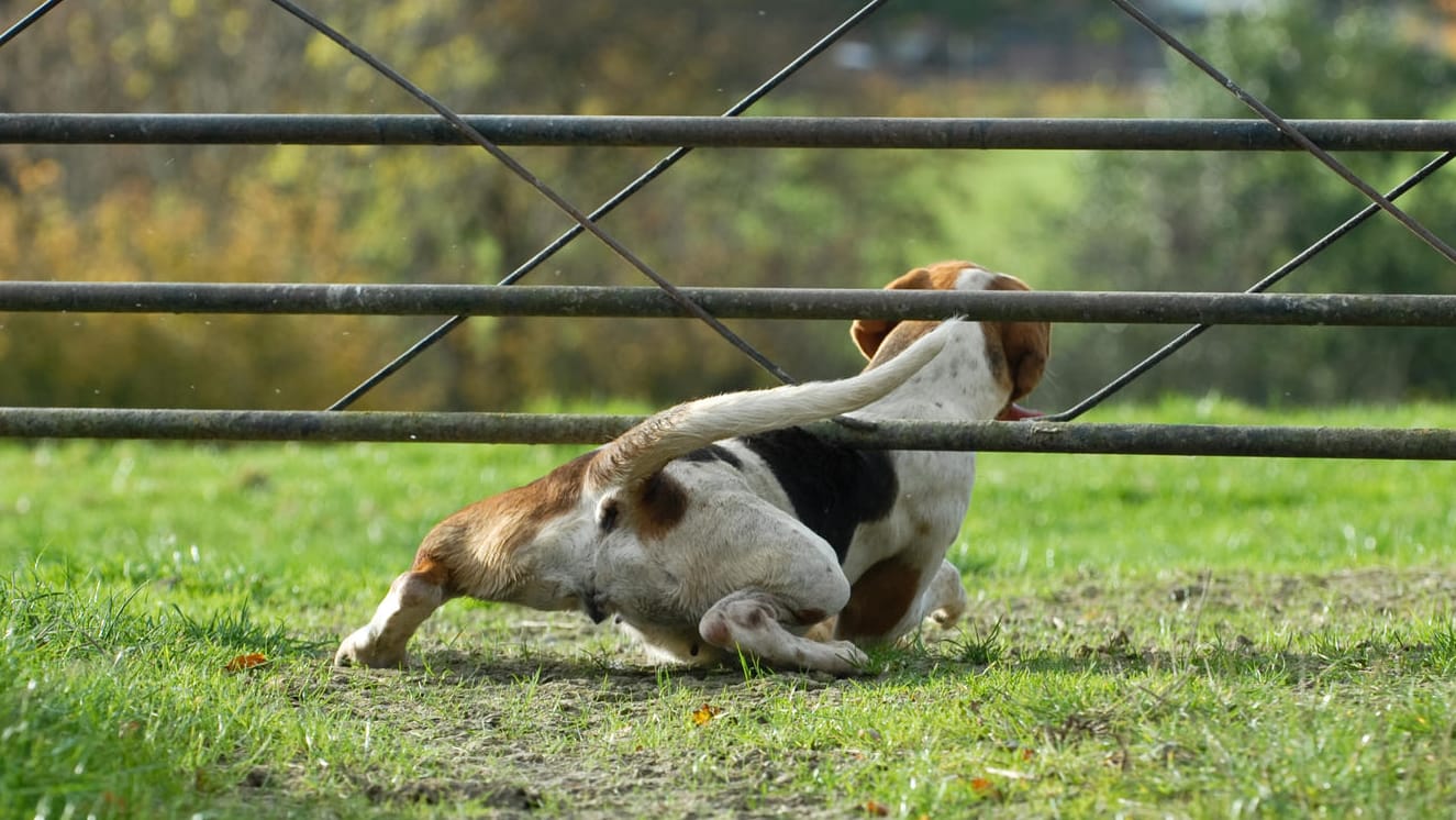 Hund läuft weg: Für Besitzer ist diese Situation ein Horrorszenario.