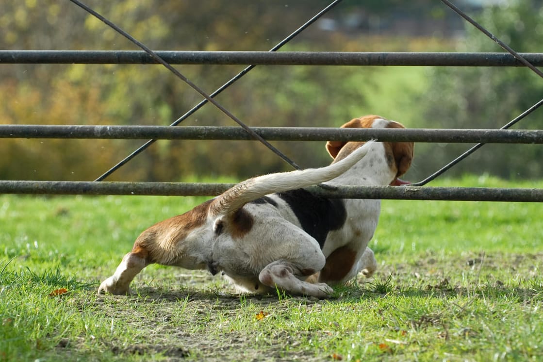 Hund läuft weg: Für Besitzer ist diese Situation ein Horrorszenario.