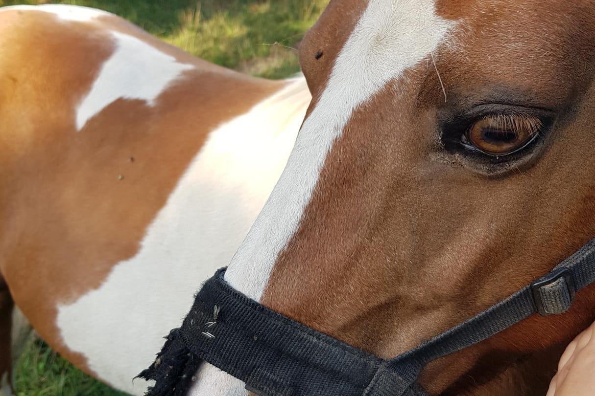 Das flüchtige Pferd: Die Polizei rückte am Montag aus, um ein Pferd einzufangen.