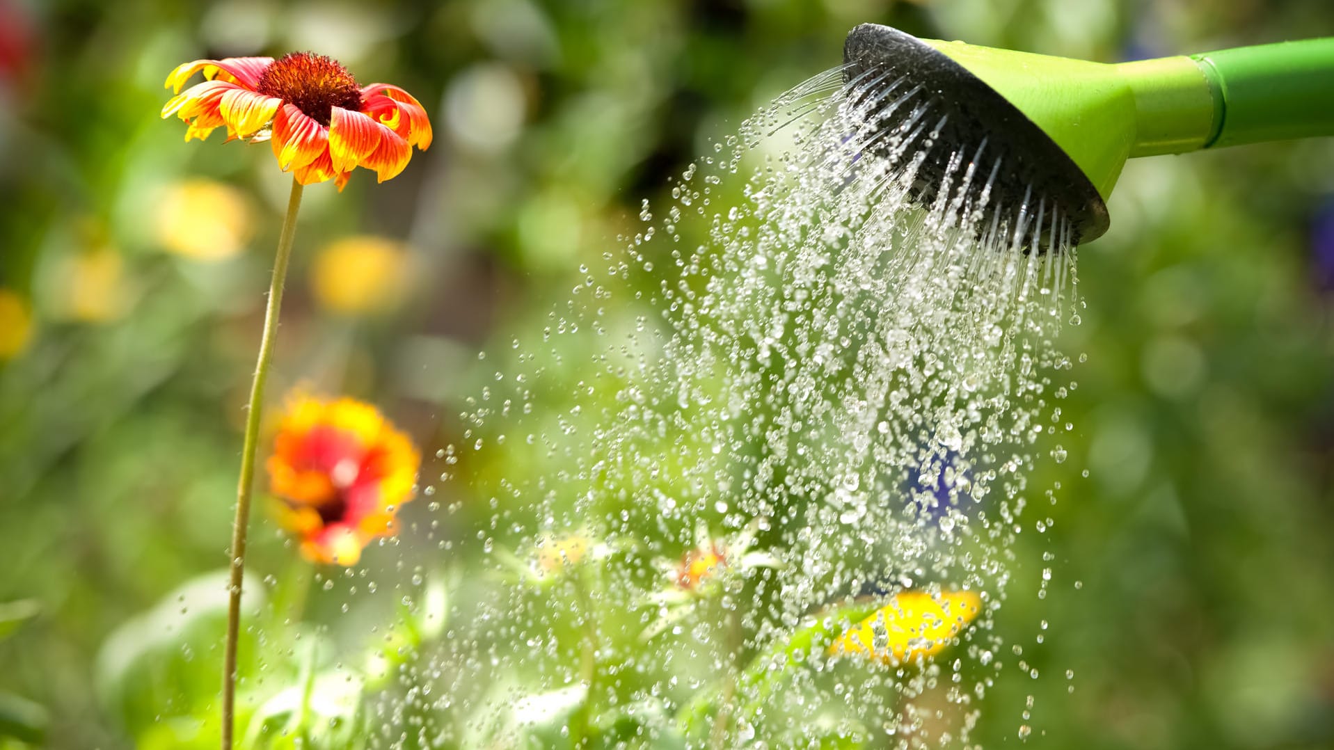 Blumengießen: Im Sommer benötigen Pflanzen besondere Pflege.