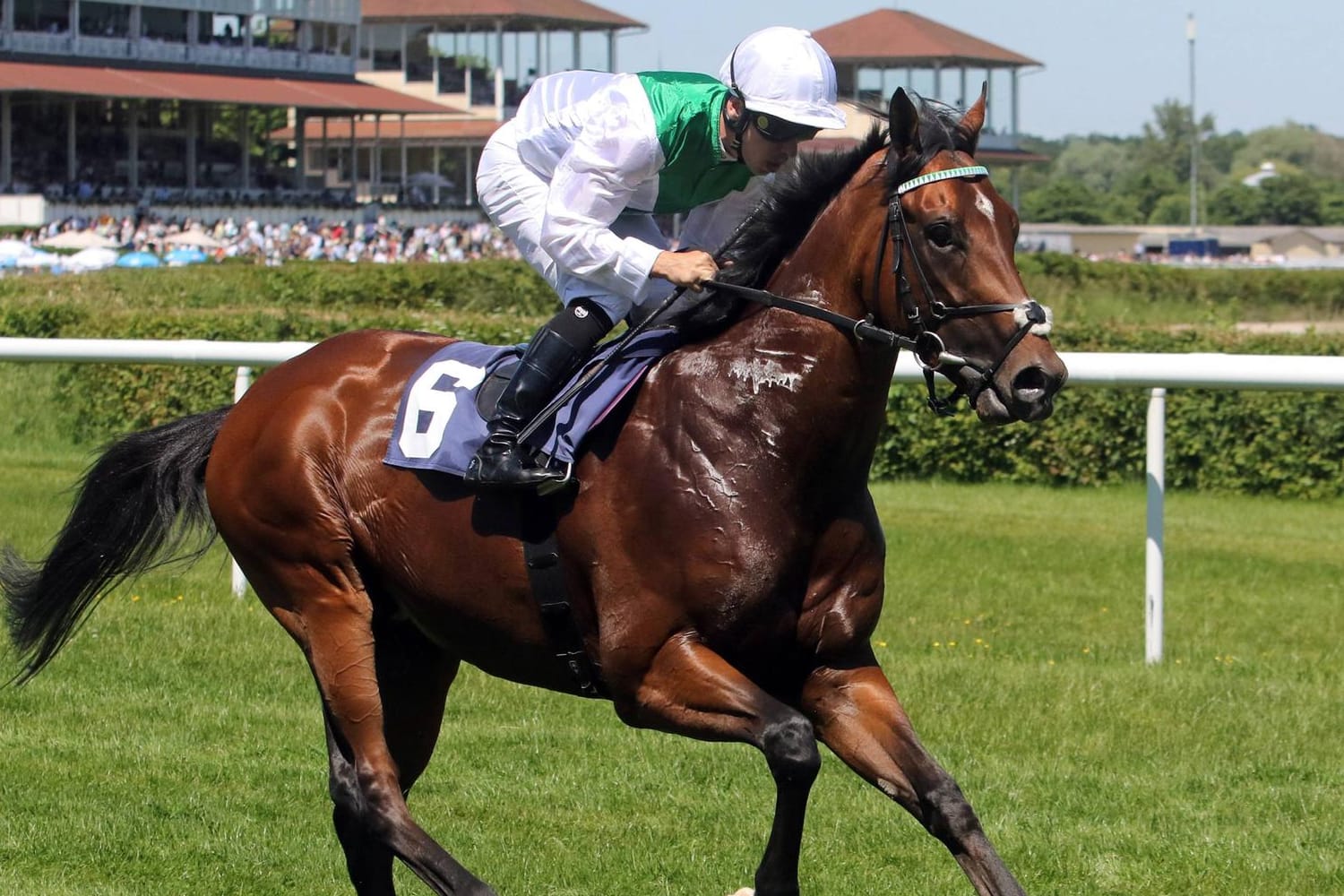 Pferd mit Jockey beim Aufgalopp: Auf der Pferderennbahn in Iffezheim startet die Große Woche.