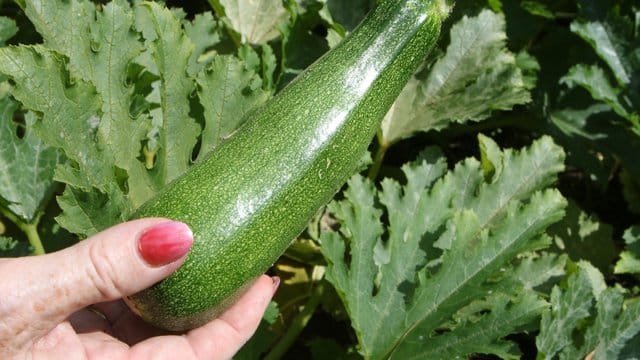 Bevor man ein Mahl zubereitet, sollte man immer ein kleines Stückchen einer Zucchini testen, ob sie bitter schmeckt.