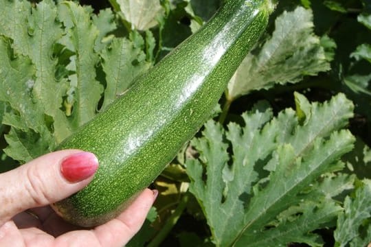 Bevor man ein Mahl zubereitet, sollte man immer ein kleines Stückchen einer Zucchini testen, ob sie bitter schmeckt.