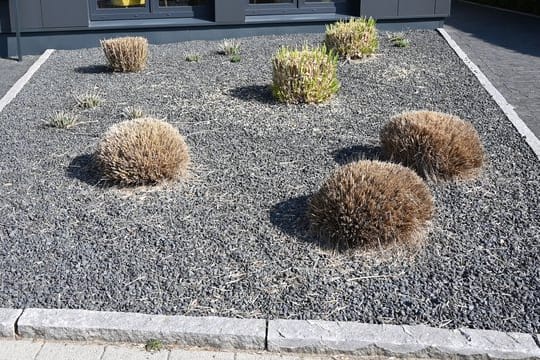 Pflanzen ragen aus einem Vorgarten mit grauen und schwarzen Kieselsteinen.