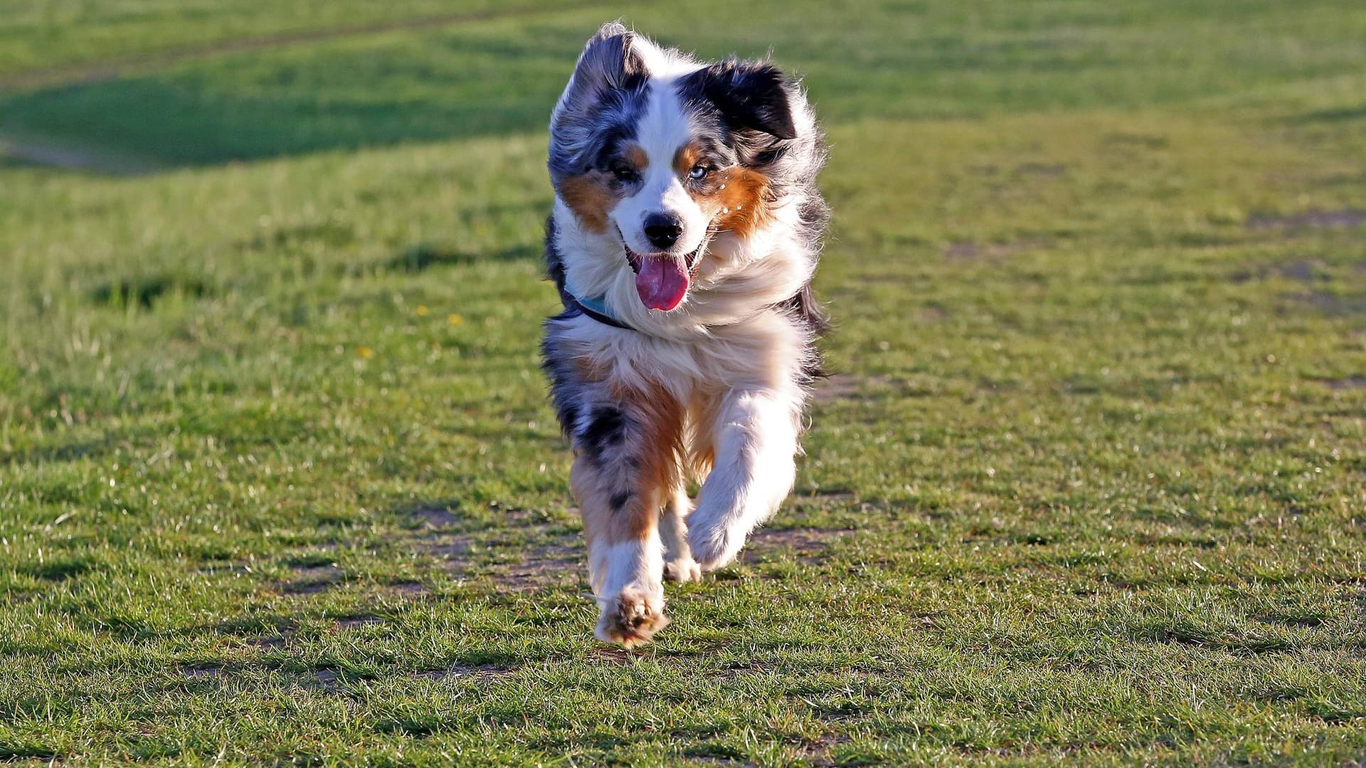 Australian Shepherd rennt auf einer Wiese: Hundewiesen sind perfekt, um den Vierbeinern Auslauf ohne Leine zu gewähren.