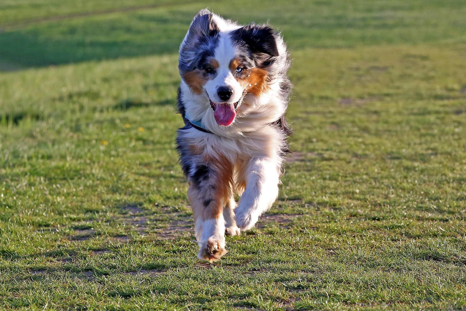 Australian Shepherd rennt auf einer Wiese: Hundewiesen sind perfekt, um den Vierbeinern Auslauf ohne Leine zu gewähren.