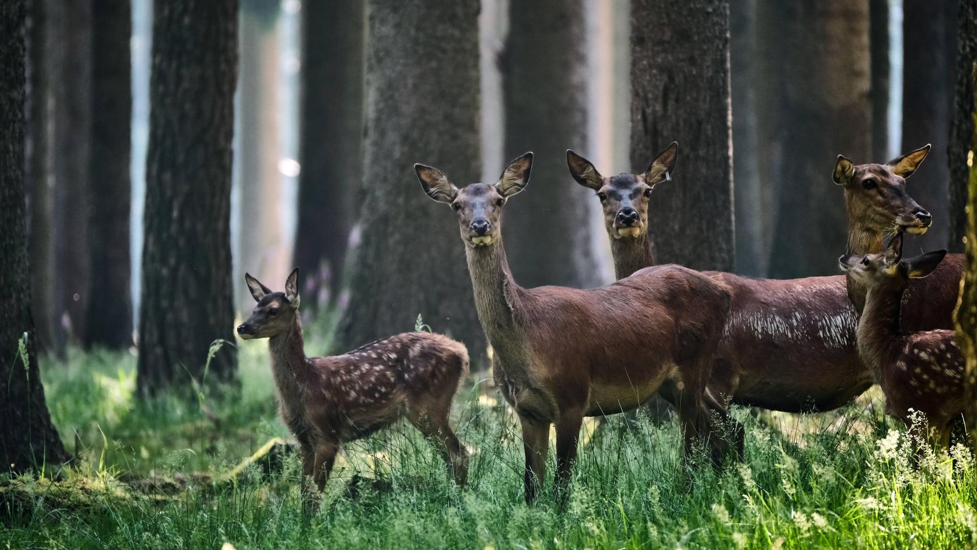 Rotwild: Im Wildpark Schwentinental leben 50 verschiedene Tierarten.