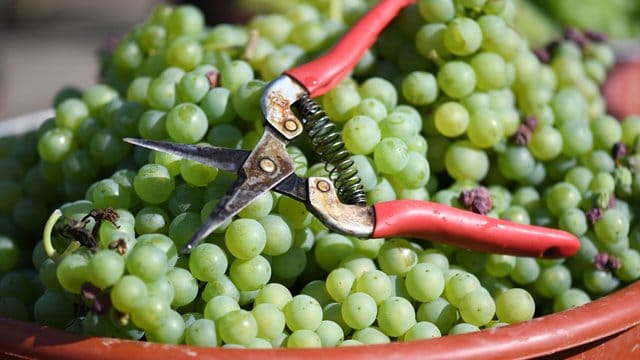 Eine Winzerschere liegt nach der Weinlese auf Trauben: Derzeit wird noch die Qualität der Ernte geprüft.