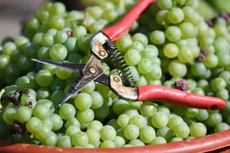 Eine Winzerschere liegt nach der Weinlese auf Trauben: Derzeit wird noch die Qualität der Ernte geprüft.