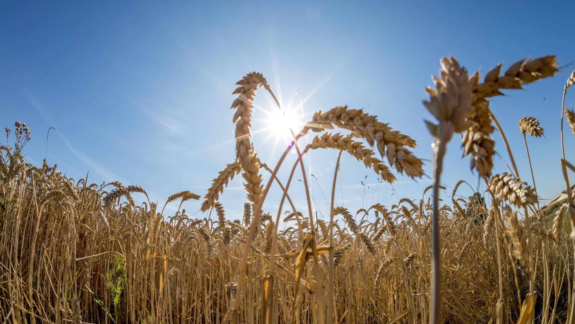 Die Sonne scheint über einem Weizenfeld: Vermutlich soll es auch in der kommenden Woche warm und trocken bleiben. (Archivbild)