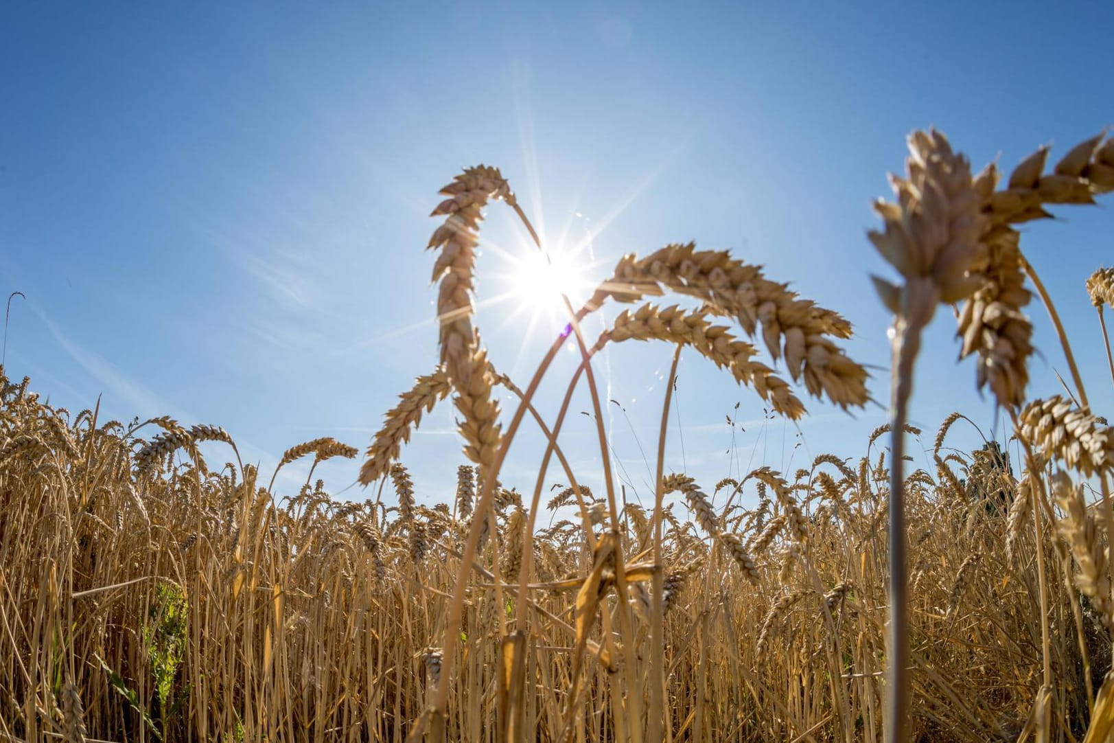 Die Sonne scheint über einem Weizenfeld: Vermutlich soll es auch in der kommenden Woche warm und trocken bleiben. (Archivbild)