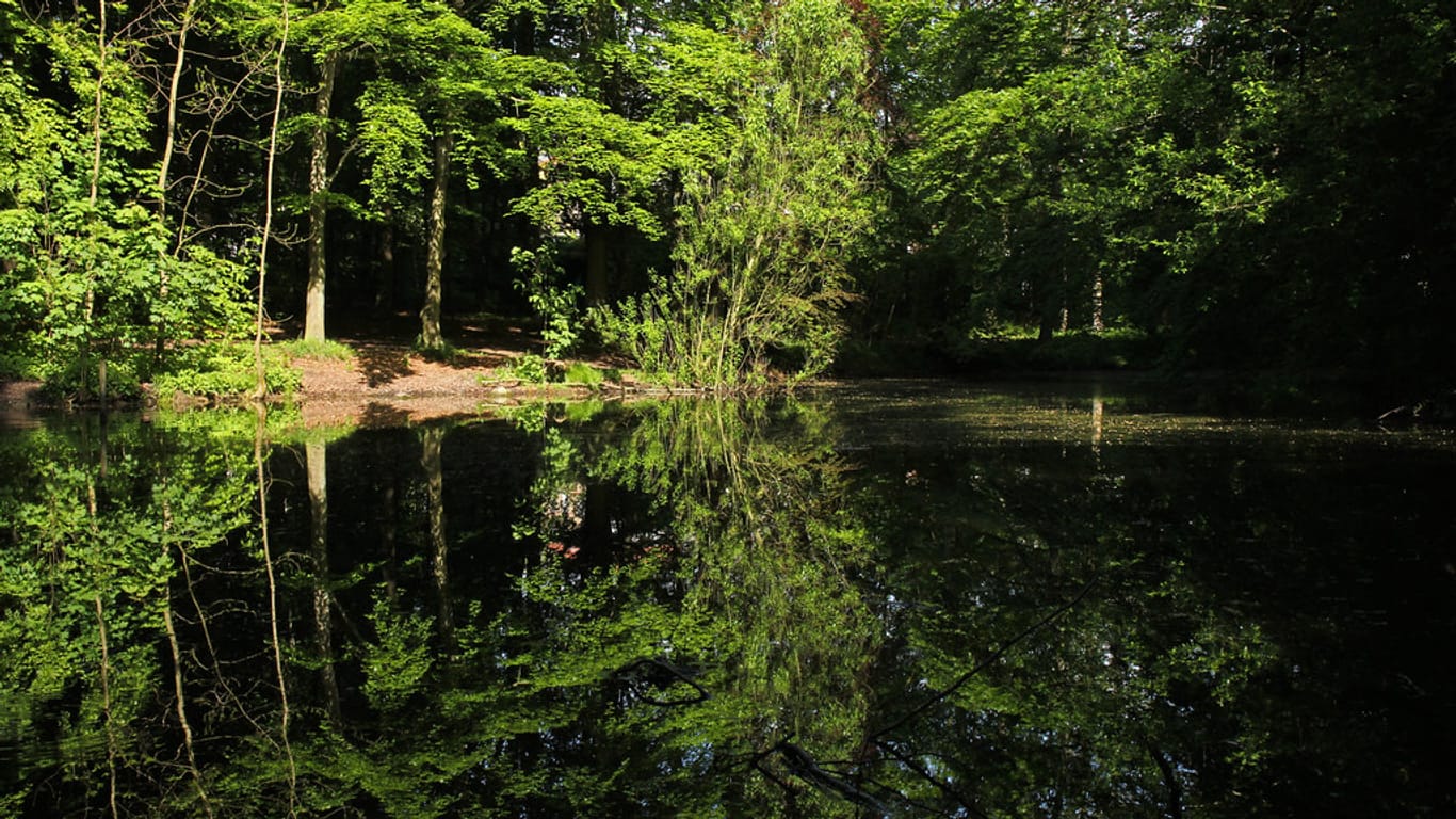 Am Dianenspiegel im Düsternbrooker Gehölz: ein beliebter Stadtwald in Kiel.