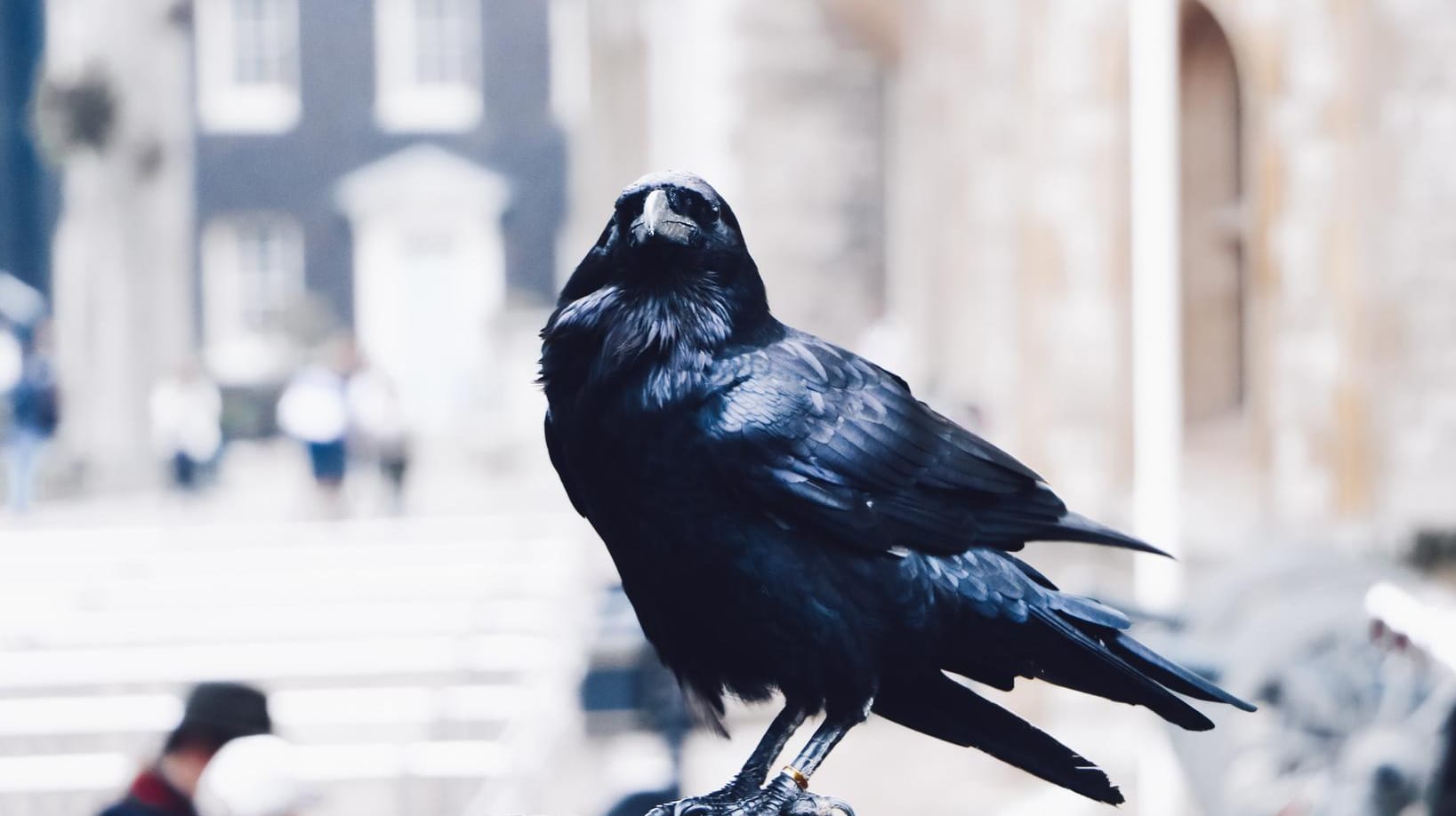 Ein schwarzer Vogel: Ein Rabe hat in Bretten eine Autoscheibe zerschlagen.