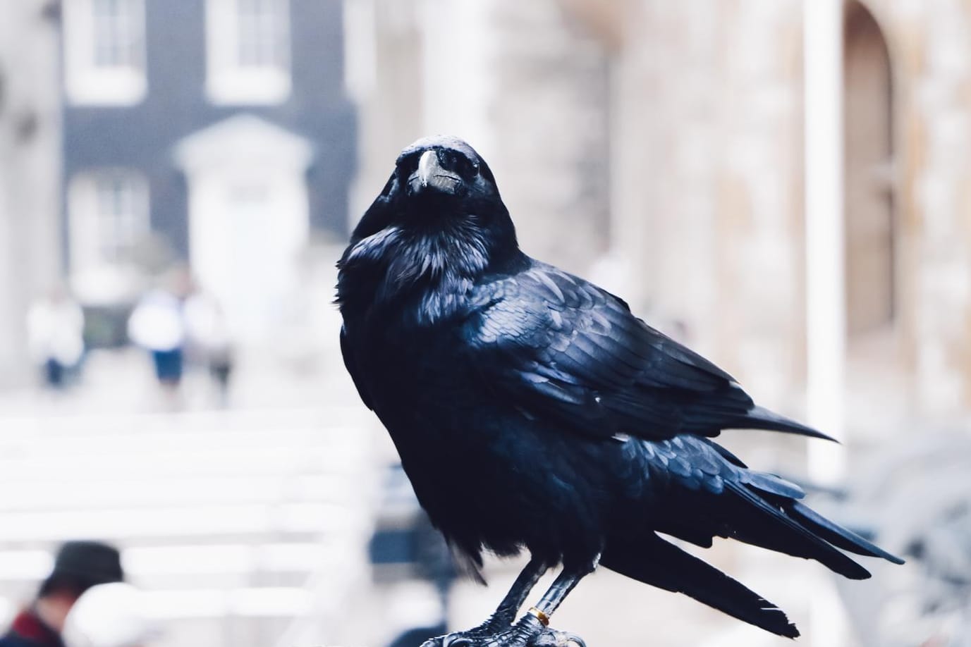 Ein schwarzer Vogel: Ein Rabe hat in Bretten eine Autoscheibe zerschlagen.