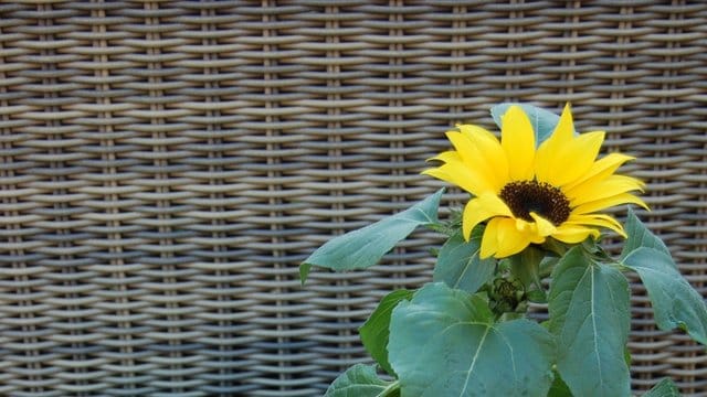 Pflanze: Manche Topfsonnenblumen bilden nach dem Verblühen des ersten Kopfes weitere Knospen.