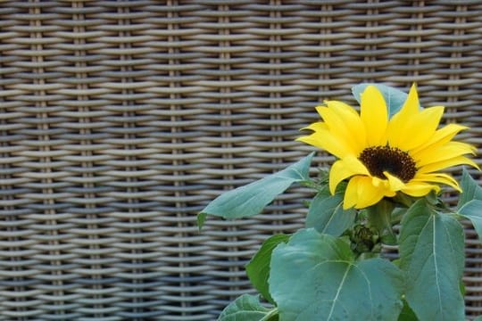 Pflanze: Manche Topfsonnenblumen bilden nach dem Verblühen des ersten Kopfes weitere Knospen.