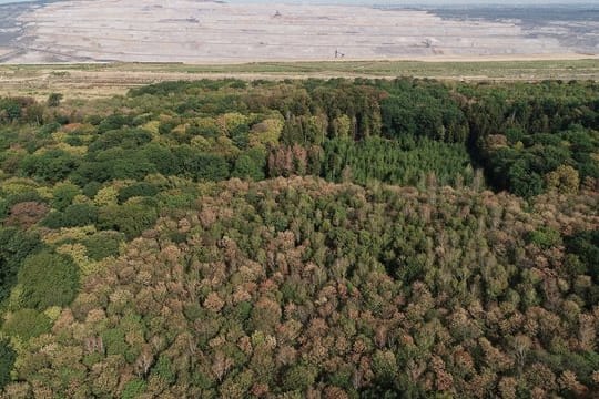 Hambacher Forst