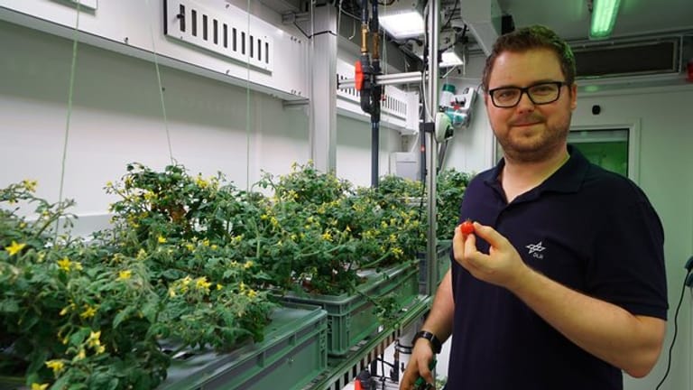Raumfahrtingenieur Paul Zabel erntet in einem speziellen Gewächshaus in der Antarktis dort gezogene Tomaten.