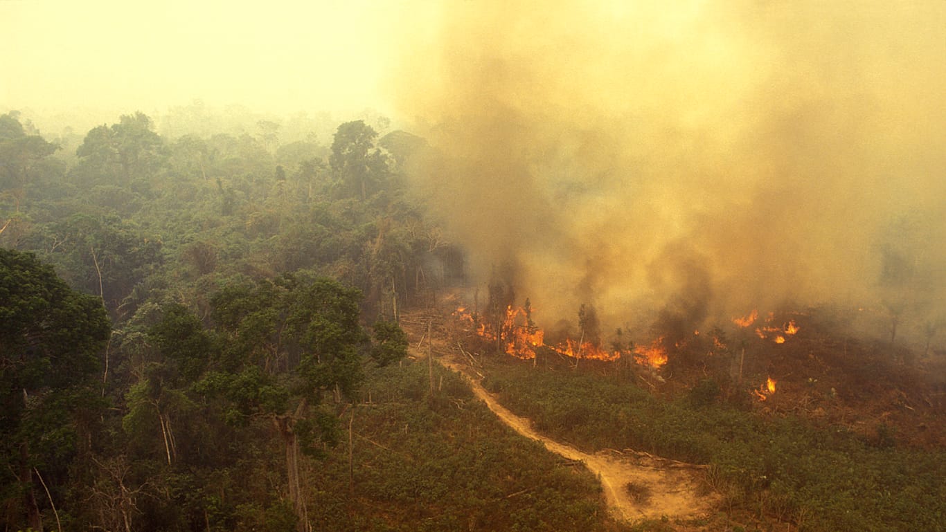 Brand im Regenwald: Für neue Acker- oder Weideflächen wird immer mehr Wald gerodet.