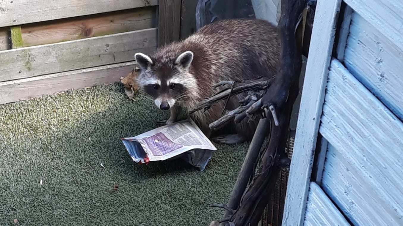 Waschbär in Soest: Zwei Mädchen haben Waschbären auf dem Grundstück ihrer Großeltern gefilmt – das Video ist ein Riesenhit.