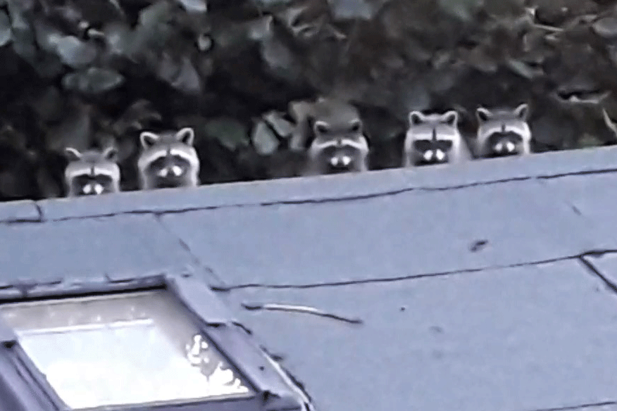 Fünf Waschbären auf dem Dach: Das Video, das zwei Mädchen in den Sommerferien gemacht haben, geht viral.