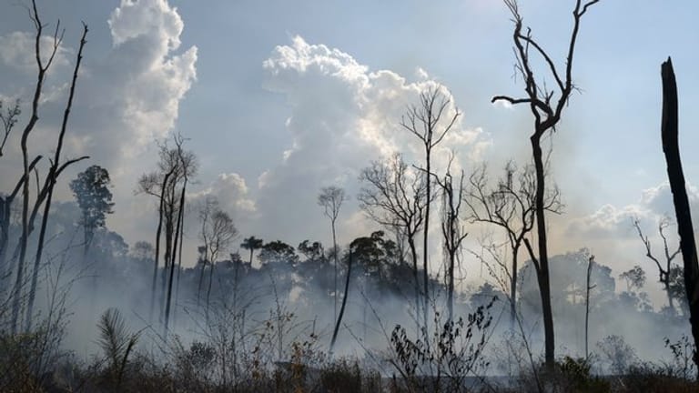 Verkohlte Bäume stehen in der Region Alvorada da Amazonia.