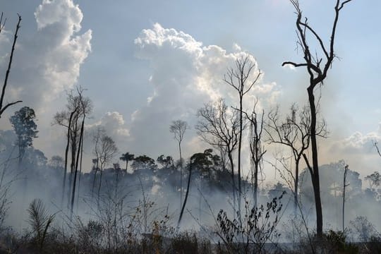 Verkohlte Bäume stehen in der Region Alvorada da Amazonia.