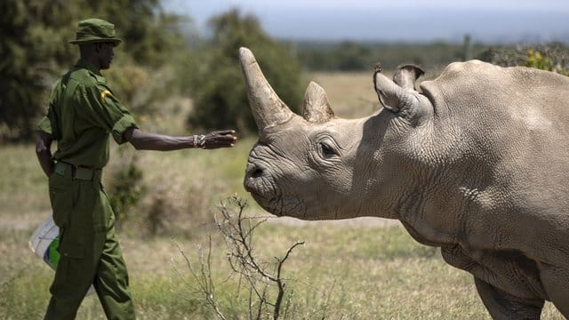 Ein kenianischer Ranger streckt seine Hand zum Nördlichen Breitmaulnashorn-Weibchen Najin aus. Ein kenianischer Ranger streckt seine Hand zum Nördlichen Breitmaulnashorn-Weibchen Najin aus.