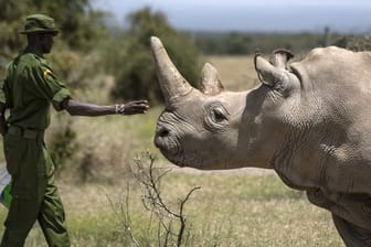 Ein kenianischer Ranger streckt seine Hand zum Nördlichen Breitmaulnashorn-Weibchen Najin aus.