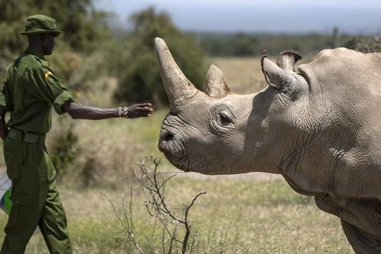 Ein kenianischer Ranger streckt seine Hand zum Nördlichen Breitmaulnashorn-Weibchen Najin aus.